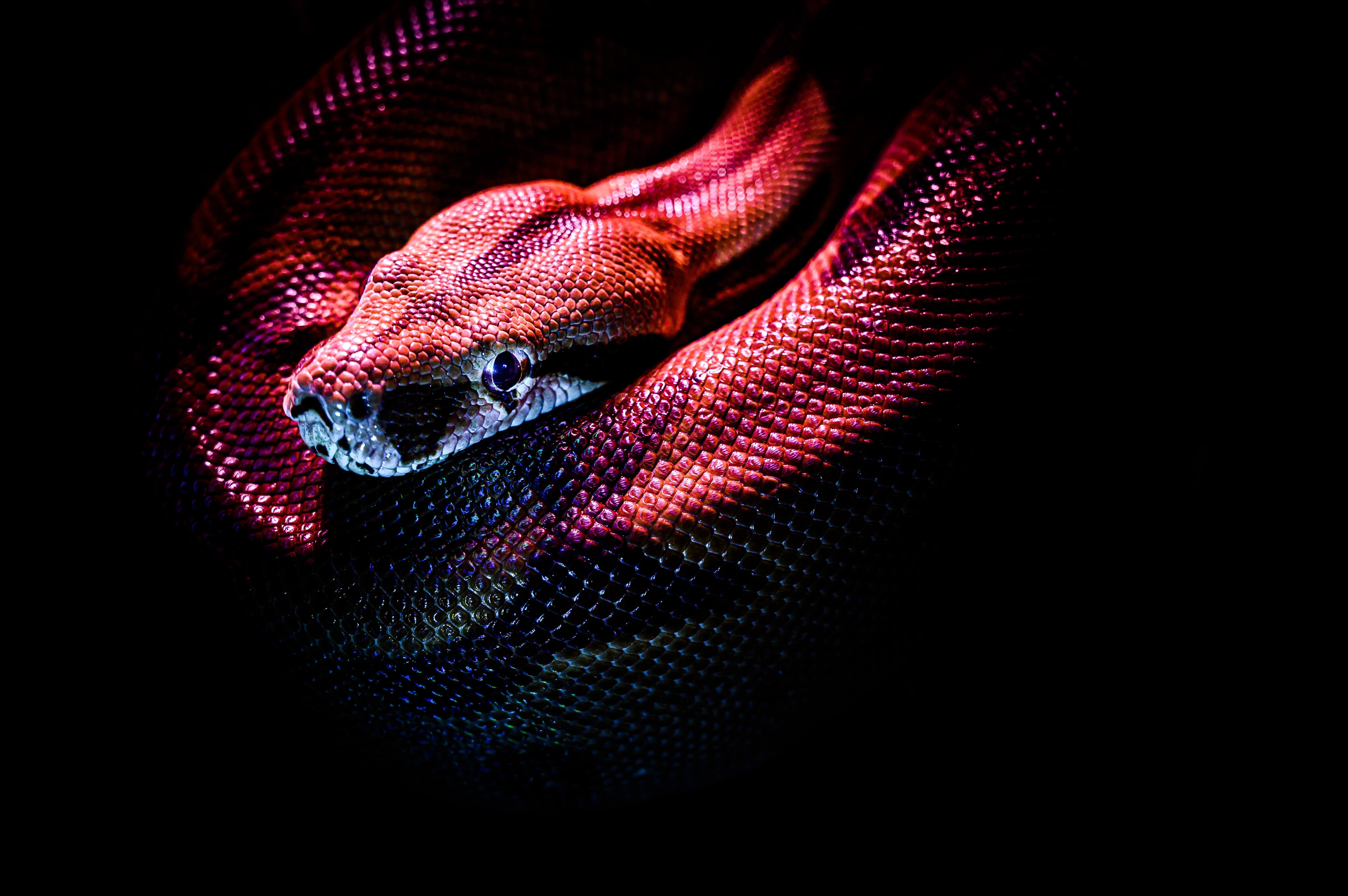 🐍PyTricks | Python 字典排序
